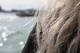 capelli