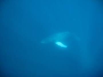 balena