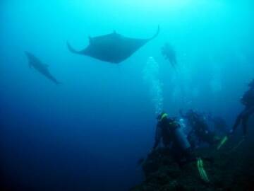 manta