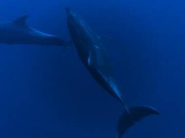 delfino